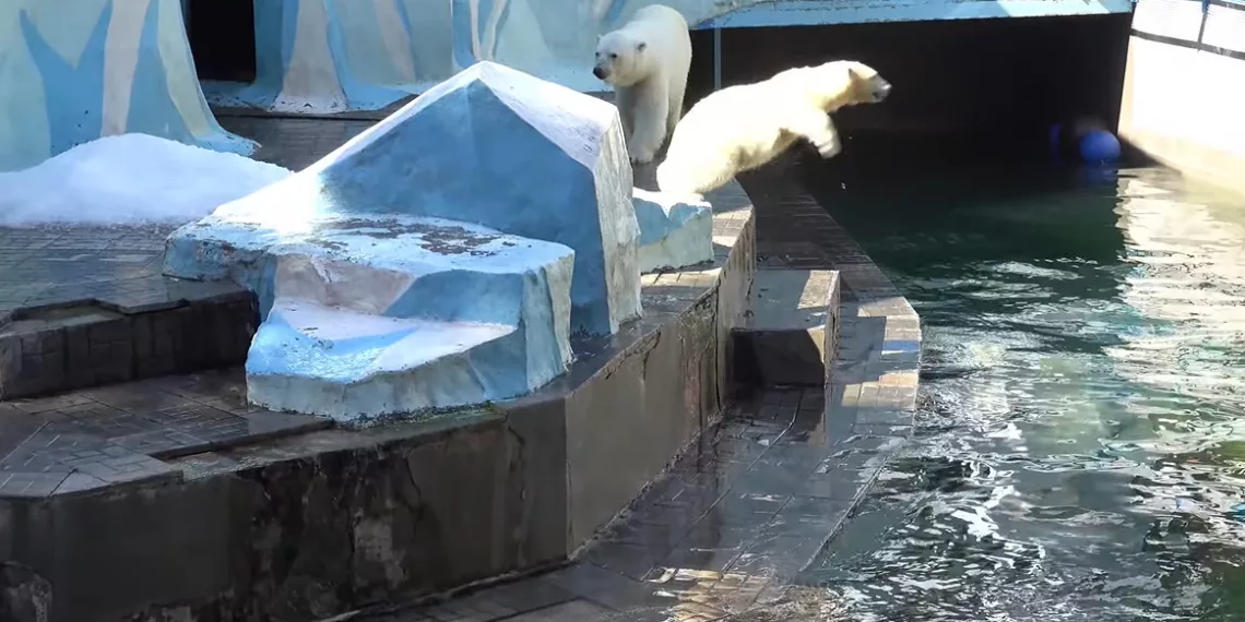 Белые медвежата Новосибирского зоопарка устроили соревнования по прыжкам в воду