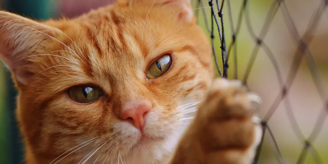 Кота-наркокурьера поймали в исправительной колонии в Ивановской области