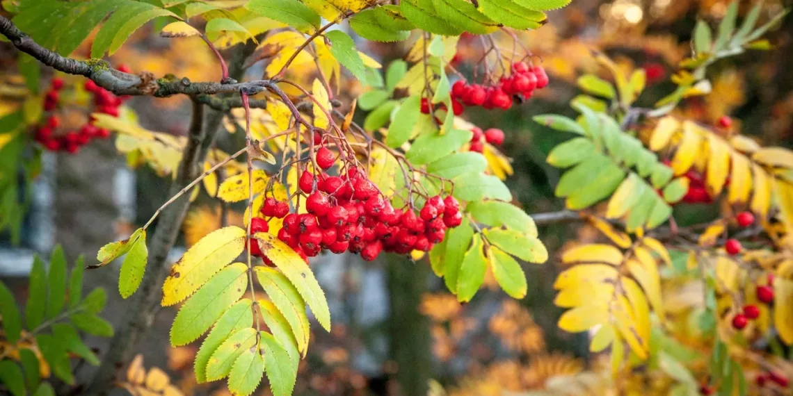 В ближайшие дни в Новосибирске потеплеет до +15 градусов