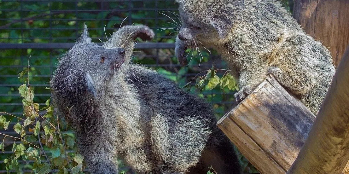 Новые животные прилетели в Новосибирский зоопарк для получения потомства