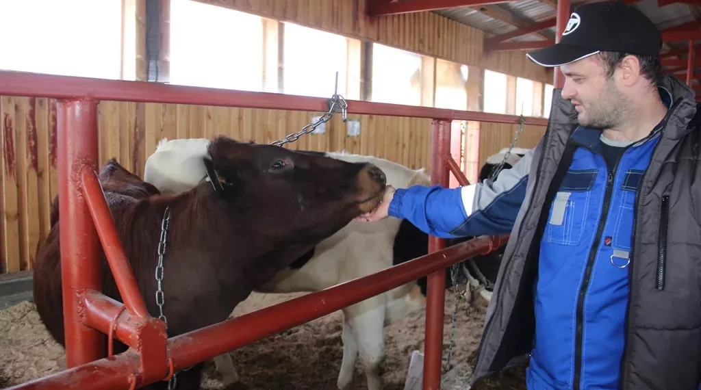 Самую красивую тёлочку выбрали в Сибири