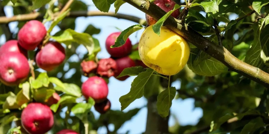 Яблоневую аллею высадят энергетики на Михайловской набережной в честь 90-летия электросетей НСО
