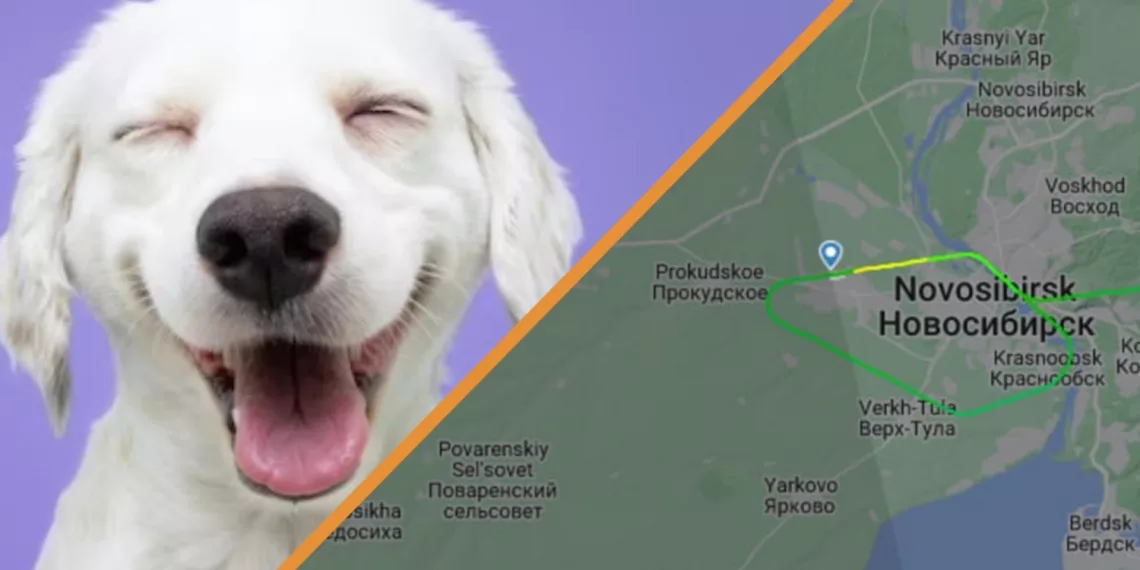 Собака не дала приземлиться самолету в Толмачево