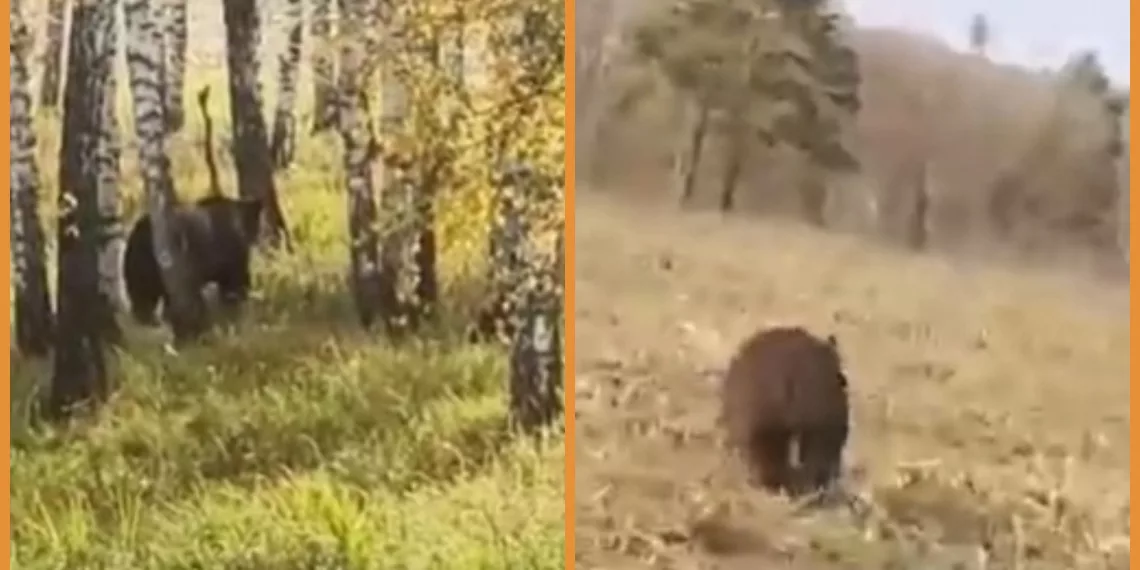 Аграрии поиграли в догонялки с медведем под Новосибирском