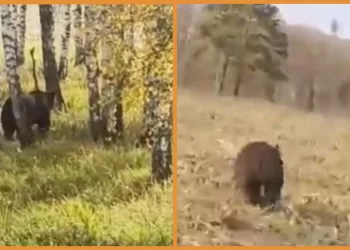 Аграрии поиграли в догонялки с медведем под Новосибирском