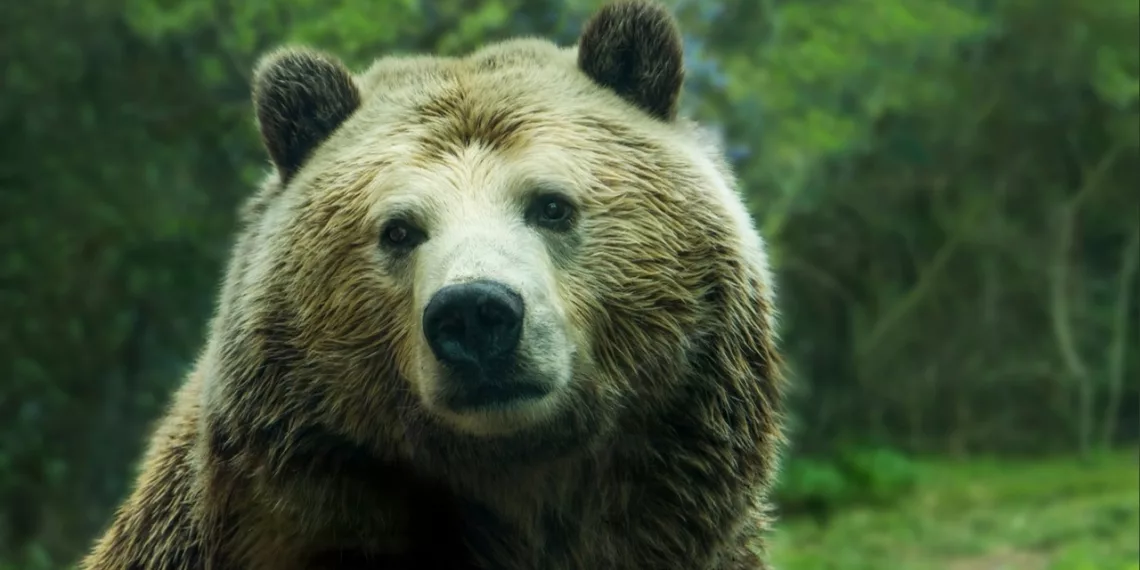 Жителей села Троицкое терроризирует медвежонок