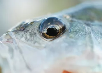 Назвали причину загрязнения Бердского залива, где массово погиб окунь