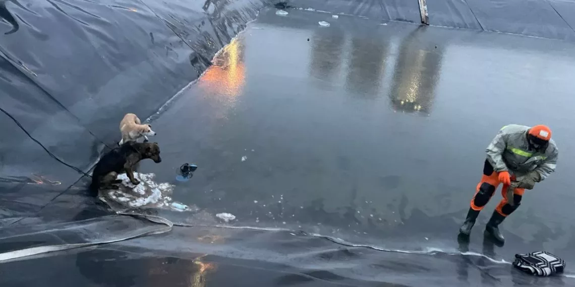 Два экипажа спасателей вызволяли собак из обваловки в Новосибирске