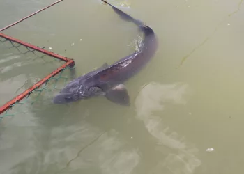 Новосибирский рыбозавод требуют признать банкротом из-за долга в 1,3 млн рублей