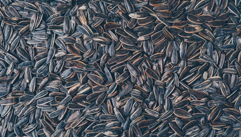 Под Новосибирском водитель утонул в яме с семечками