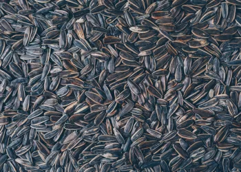 Под Новосибирском водитель утонул в яме с семечками