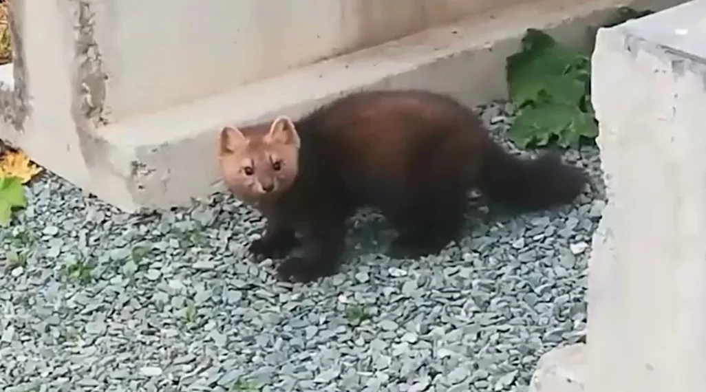 Соболь попозировал перед сотрудником ГЭС в Новосибирске