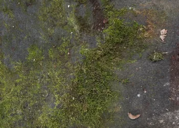 Учёные из Сибири создадут торфяное болото