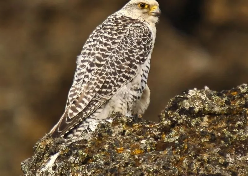 ФСБ изъяла трех краснокнижных соколов из тайника сибиряков