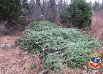 Сибиряк спилил 85 ёлок, но подзаработать к Новому году не успел