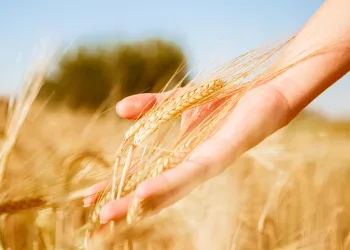 Россельхозбанк направил 10 млрд рублей на поддержку сезонных работ в Новосибирской области