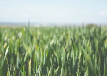 Сбер: долгосрочное кредитование сибирских аграриев увеличилось более чем в два раза