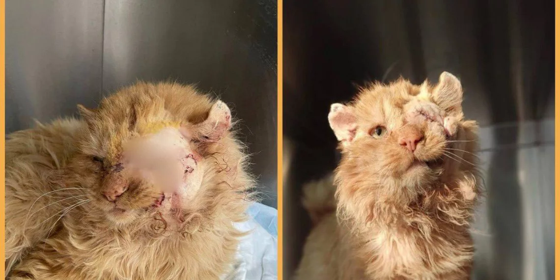 Выдавили глаз: под Новосибирском спасли одноглазого кота Пирата