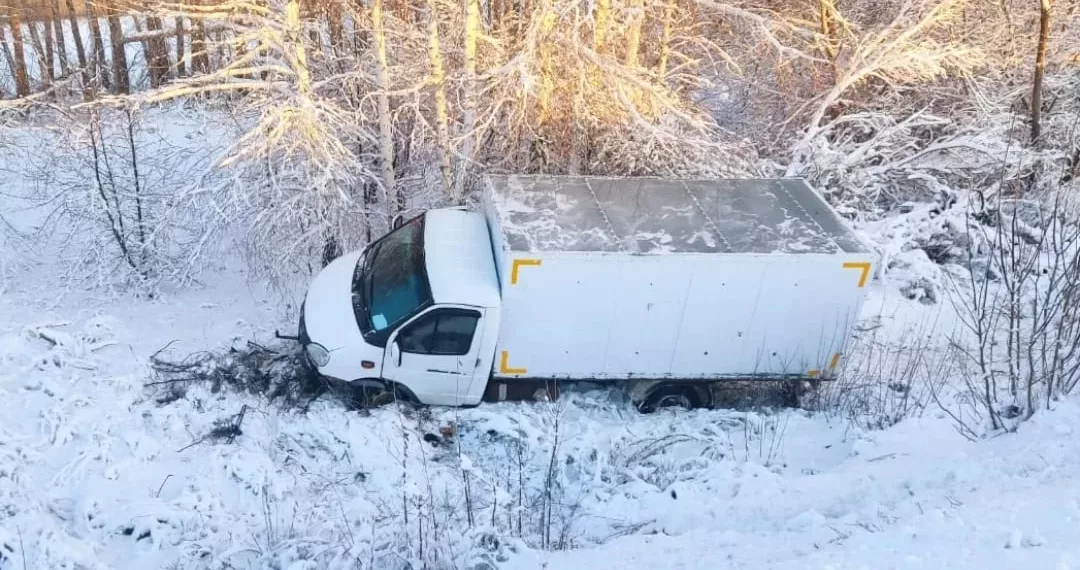 В Новосибирской области произошло ДТП из-за животного