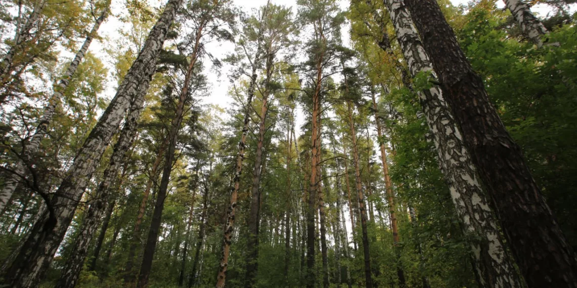 У новосибирцев спросили мнение по развитию Соснового бора