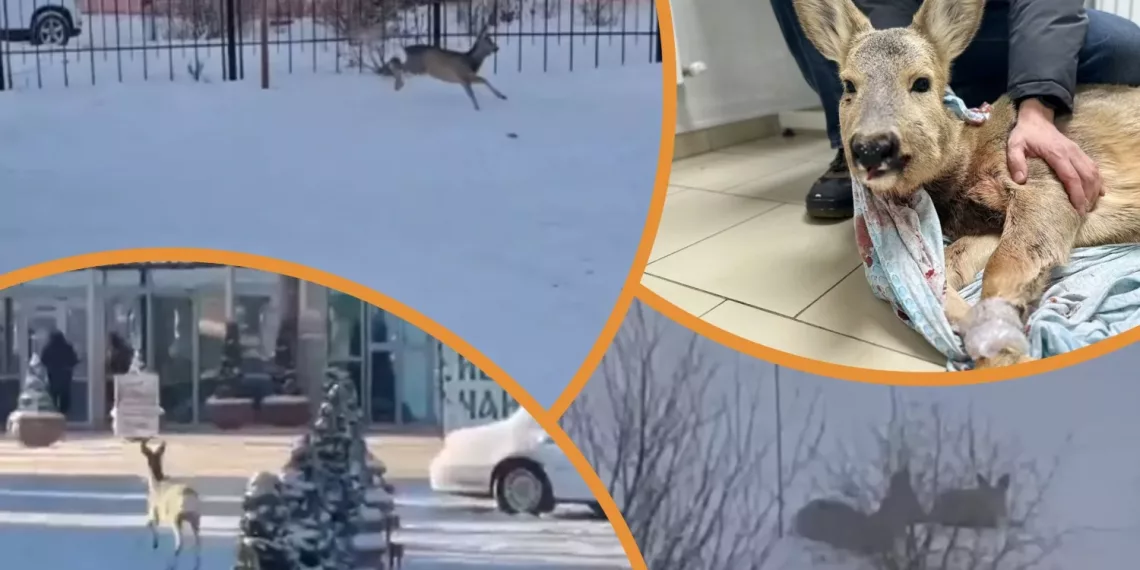 Бегают по улицам и огородам: сибирский регион заполонили косули