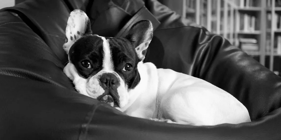 Антисанитария и более семи собак: новосибирцы вызвали спасателей из-за неприятного запаха из квартиры