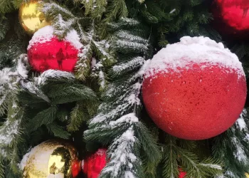 Где можно посмотреть новогодние елки в Новосибирске?