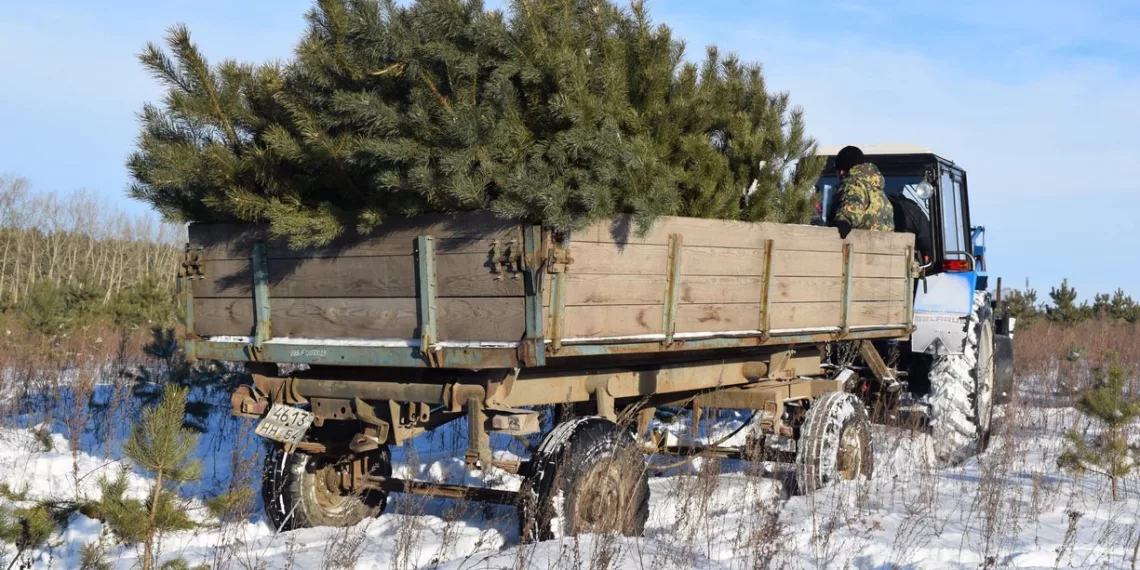 Стало известно, когда в Новосибирске откроют ёлочные базары