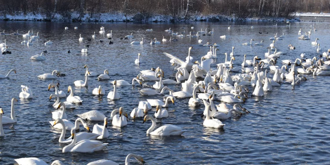 Тысячи белых лебедей прилетели зимовать на озеро в Сибири