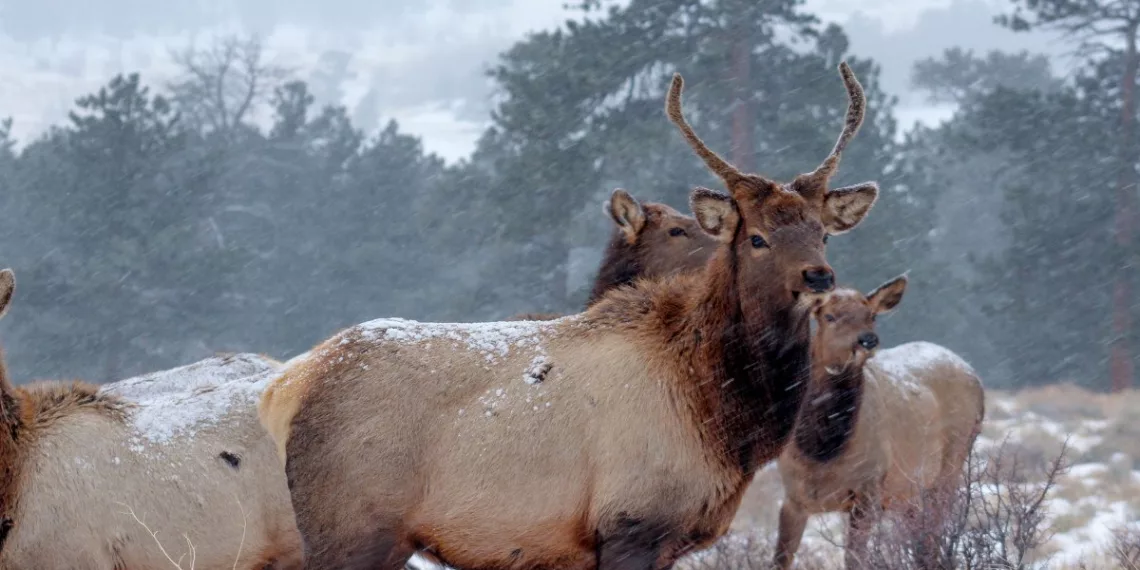 Радиосвязь для оленеводов разработали студенты из Новосибирска