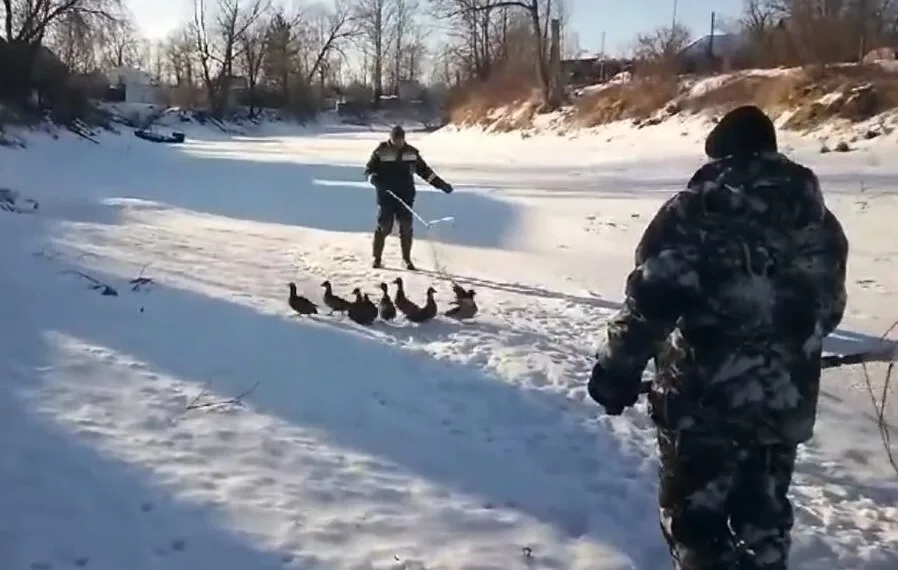 Сибиряки спасли уток от замерзания