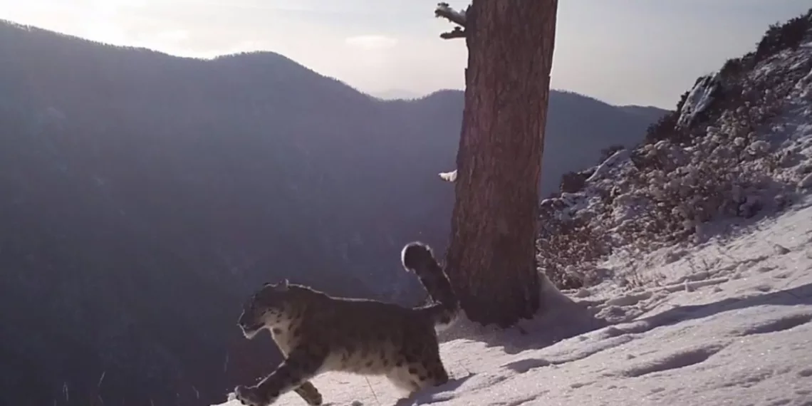 Семья снежных барсов устроила экстремальные гонки на склонах гор Саяно-Шушенского заповедника
