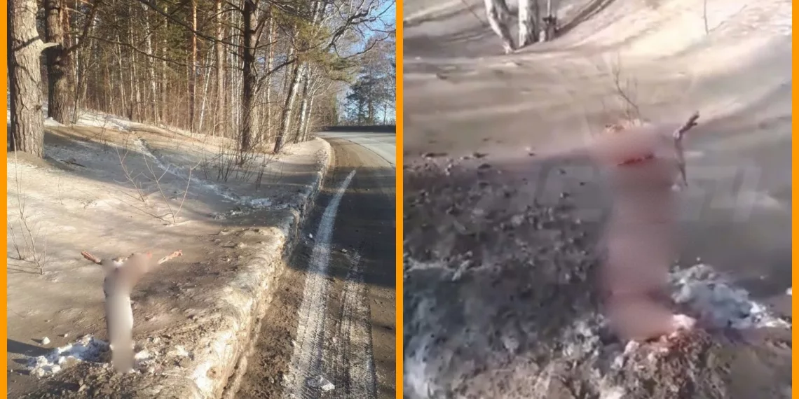 В Новосибирске живодер выставил на всеобщее обозрение освежеванные трупы собак