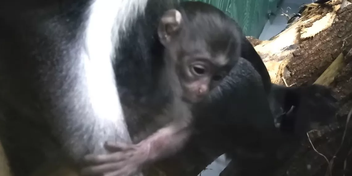 У мартышек диана родился детеныш в Новосибирском зоопарке