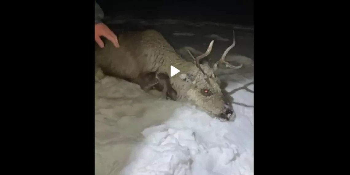 Сибиряки спасли северного оленя, провалившегося под лед