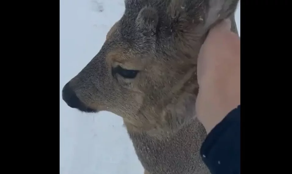 Детеныша косули заметили в деревне в Новосибирской области