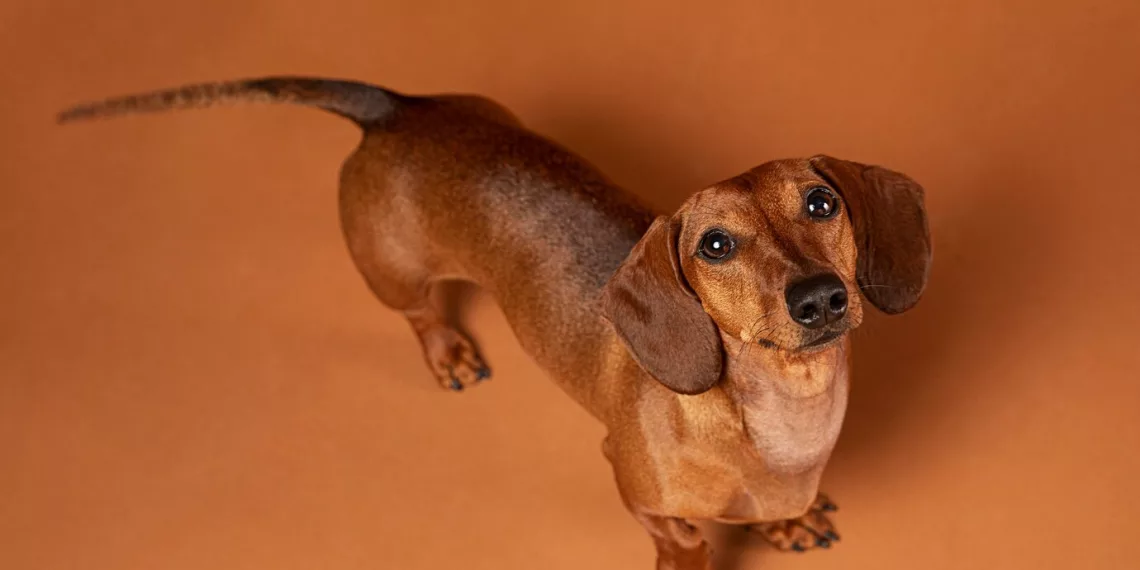 Ученые рассказали, почему собаки виляют хвостом