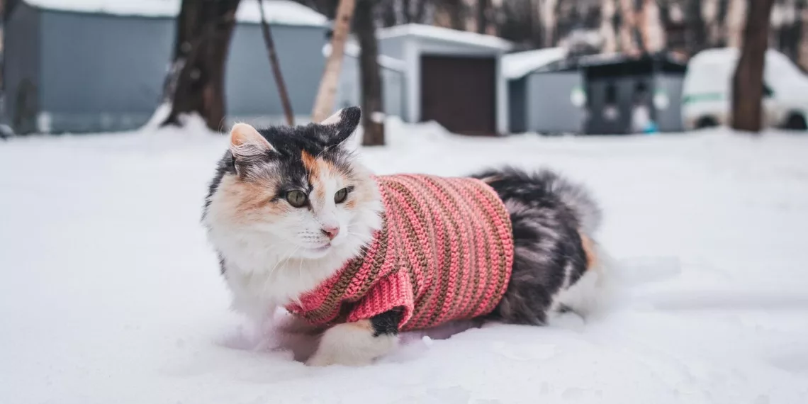 Потепление до -3 градусов придет в начале февраля в Новосибирскую область
