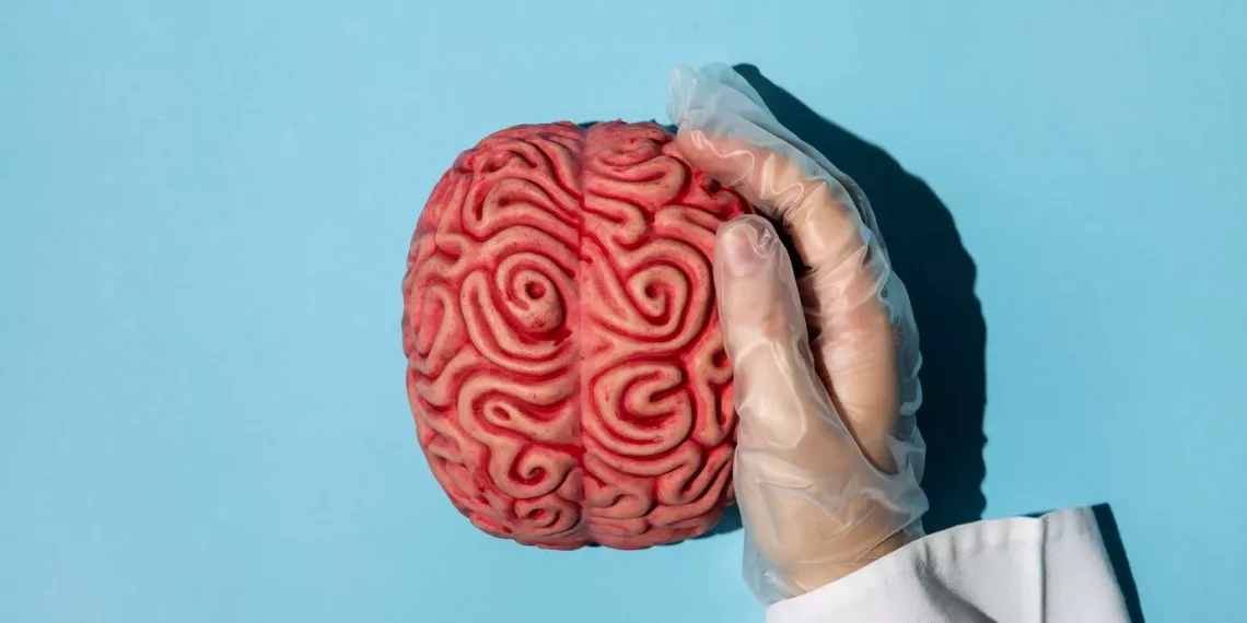 Новосибирские ученые выявили еще одно изменение головного мозга после инсульта