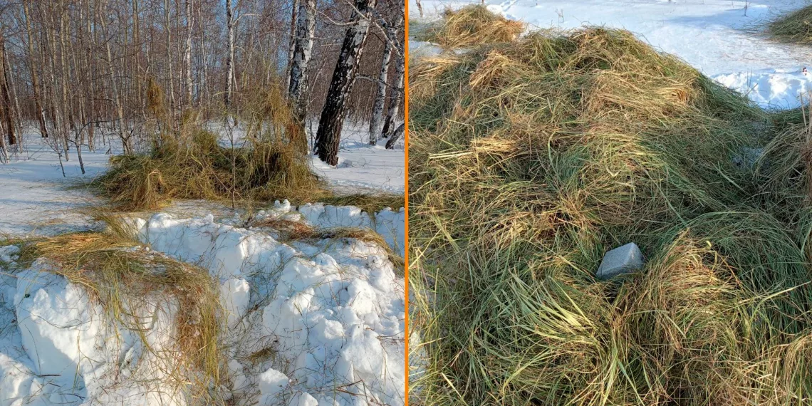 Куйбышев оградили сеном от косуль под Новосибирском