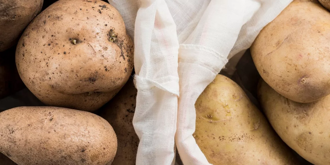 Сибирские ученые разработали уникальный препарат для защиты картофеля от черной парши