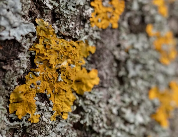 Ученые выяснили, как лишайники влияют климат в Сибири