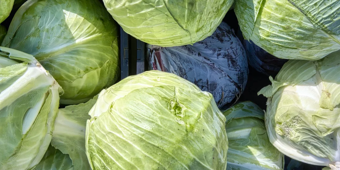 Капуста и огурцы подорожали в Новосибирской области