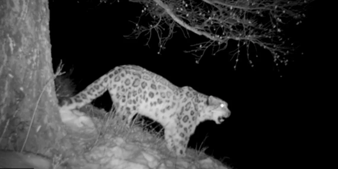 Брачную песню снежного барса в ночи впервые засняли в Сайлюгемском нацпарке