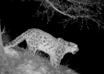 Брачную песню снежного барса в ночи впервые засняли в Сайлюгемском нацпарке