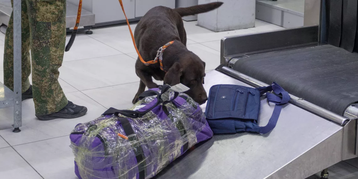 Турист прихватил из Дубая 13 кораллов, но их изъяли на таможне в Новосибирске