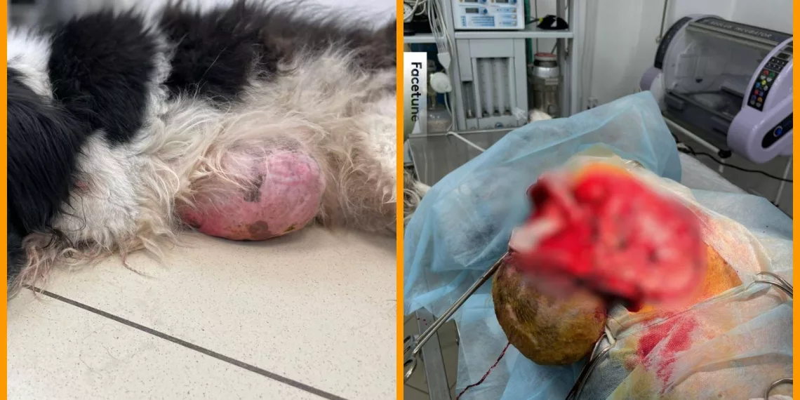 «Кровью залило лапы»: в Новосибирске волонтеры спасли собаку с почти килограммовой опухолью