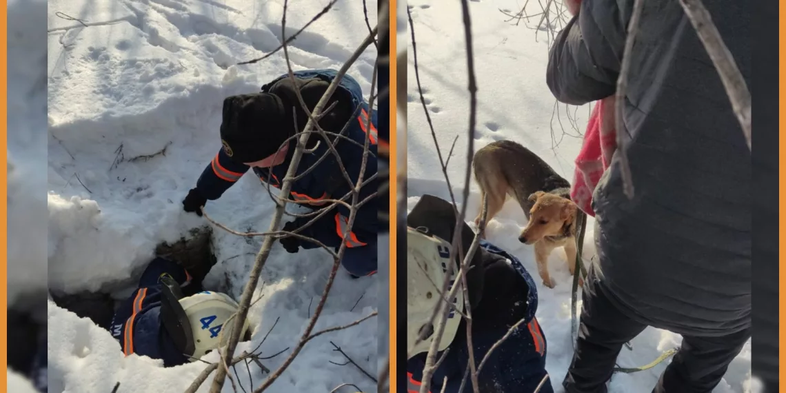 В Новосибирске спасатели помогли щенку выбраться из заброшенного погреба