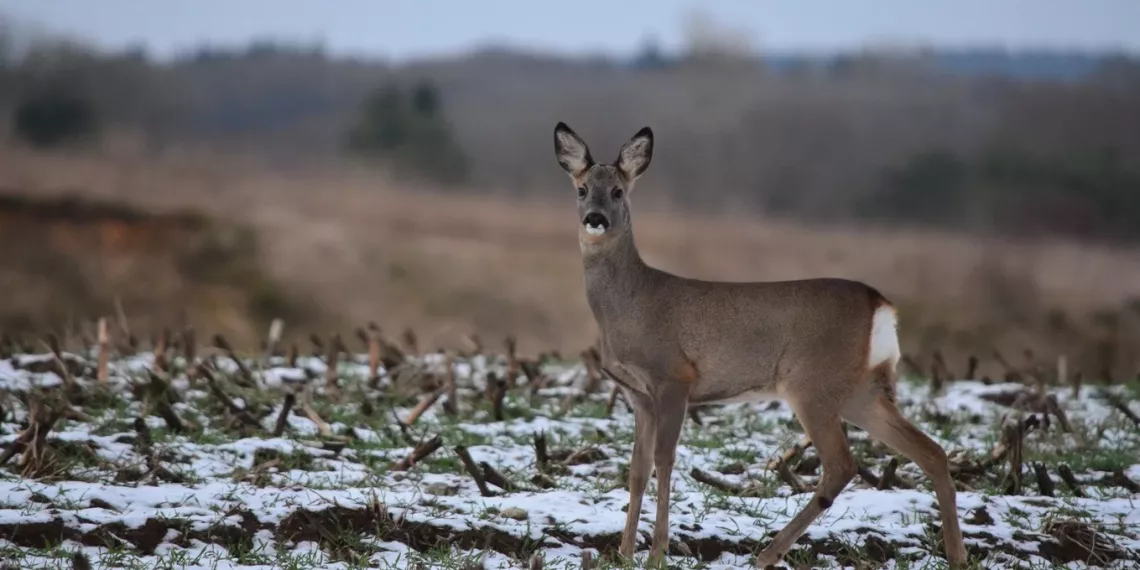 В Минприроды Новосибирской области назвали число погибших косуль из-за миграции в окрестностях Куйбышева