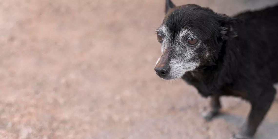 «Только для домашних»: зоозащитники пожаловались на отказ в услуге в новосибирской ветклинике — что ответили там
